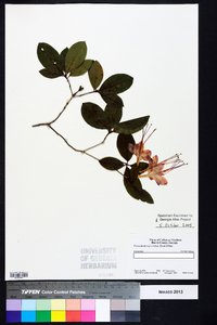 Rhododendron prunifolium image