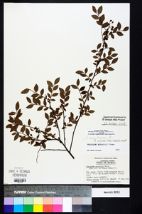 Vaccinium elliottii image