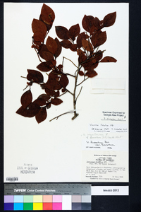 Vaccinium fuscatum image