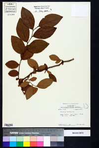 Vaccinium fuscatum image