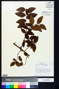 Vaccinium fuscatum image