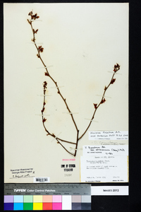 Vaccinium fuscatum image