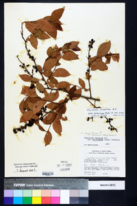 Vaccinium fuscatum image