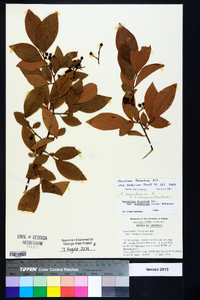 Vaccinium fuscatum image