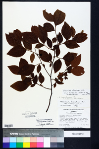 Vaccinium fuscatum image