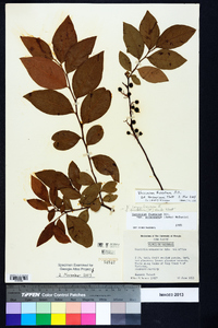 Vaccinium fuscatum image