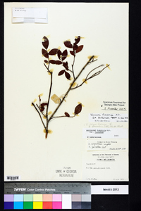 Vaccinium fuscatum image