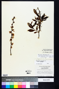 Vaccinium fuscatum image