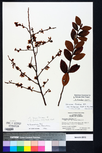 Vaccinium fuscatum image