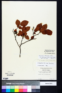 Vaccinium fuscatum image