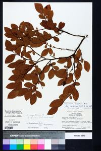 Vaccinium fuscatum image