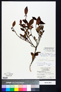 Vaccinium fuscatum image