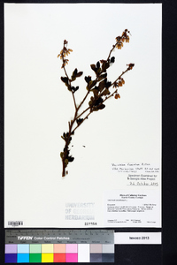 Vaccinium fuscatum image