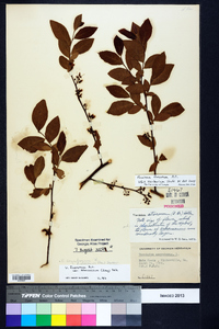 Vaccinium fuscatum image