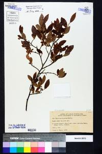 Vaccinium hirsutum image