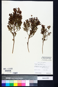 Vaccinium myrsinites image