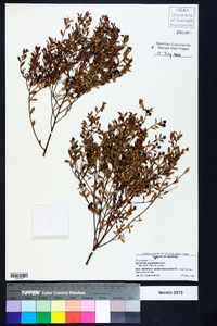 Vaccinium myrsinites image