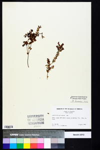Vaccinium myrsinites image