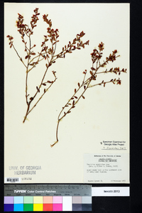Vaccinium myrsinites image