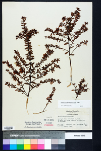 Vaccinium myrsinites image