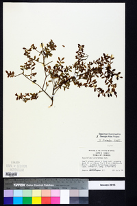 Vaccinium myrsinites image