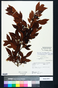 Vaccinium fuscatum image