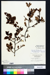 Vaccinium fuscatum image