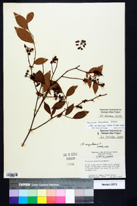 Vaccinium fuscatum image