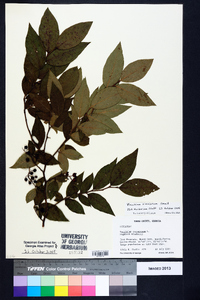 Vaccinium simulatum image