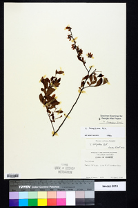 Vaccinium tenellum image