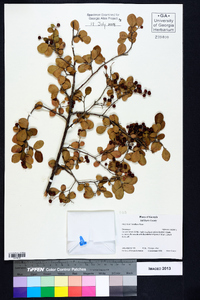 Vaccinium tenellum image