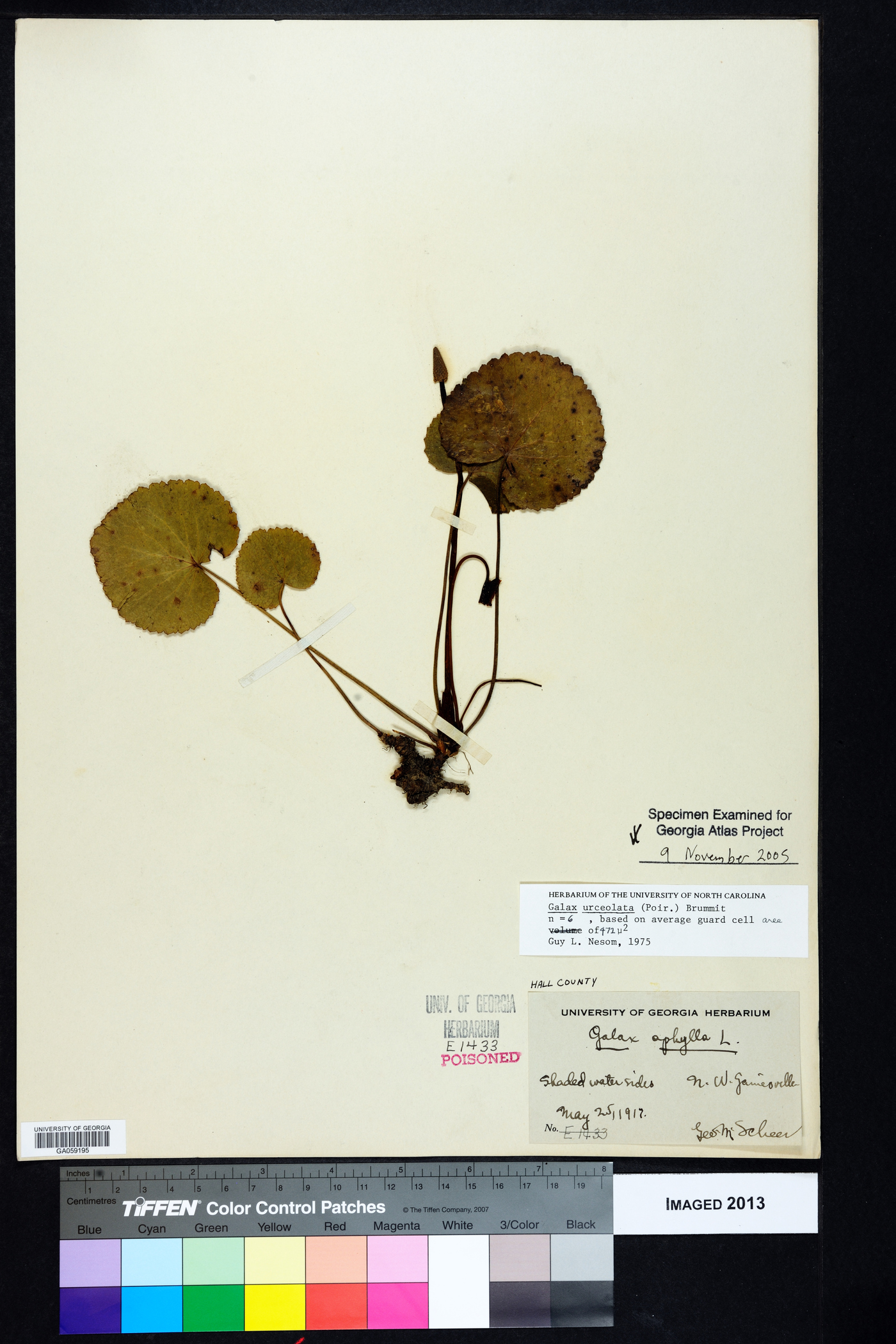 Diapensiaceae image