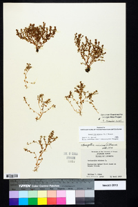 Lysimachia minima image