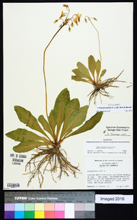 Dodecatheon meadia image