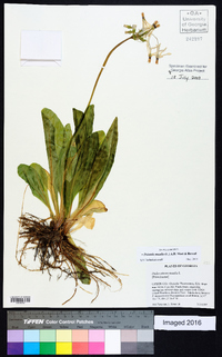 Dodecatheon meadia image