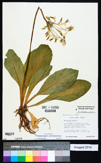 Dodecatheon meadia image