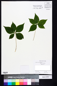 Trientalis borealis image