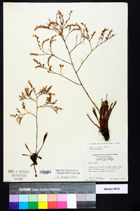 Limonium carolinianum image