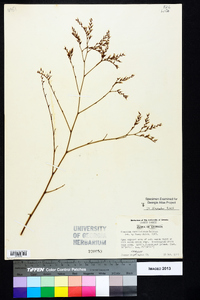 Limonium carolinianum image