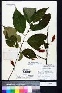 Halesia carolina image