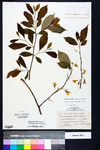 Halesia carolina image