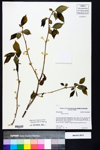 Halesia carolina image