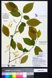 Halesia carolina image