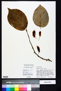 Halesia diptera image