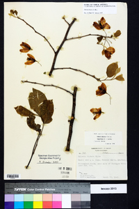 Halesia diptera image