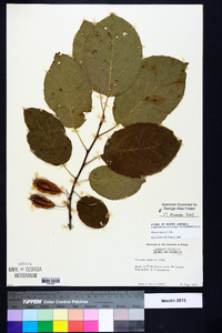 Halesia diptera image