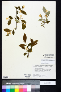 Styrax americanus image