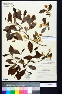 Styrax americanus image