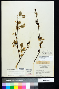 Styrax americanus image