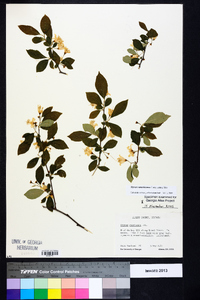 Styrax americanus image